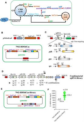 Combinatorial CRISPR Interference Library for Enhancing 2,3-BDO Production and Elucidating Key Genes in Cyanobacteria